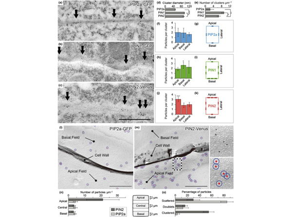 Immunogold electron microscopy using GST Biotin